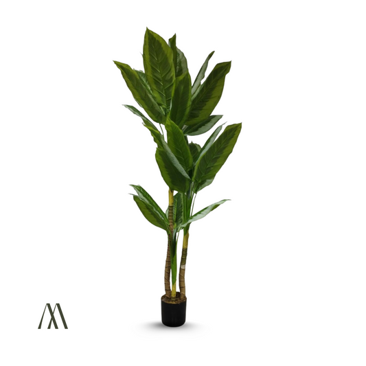 Green Luxe Dumb Cane