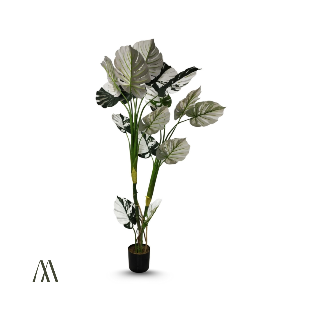 Snowleaf Monstera V.2