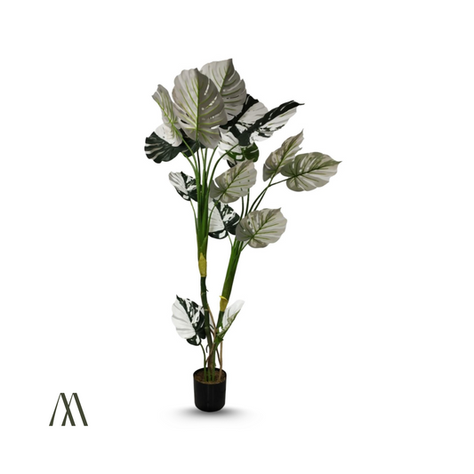 Snowleaf Monstera V.2